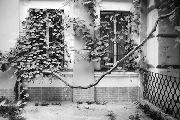 monochrome vintage photo of curved trunk of vineyard in old yard