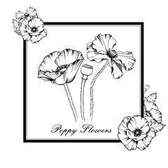 Decorative elements set. Hand drawn vector ink illustration of poppy flowers. Picture frames.