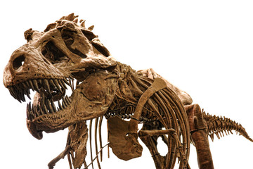 Fototapeta premium Esqueleto de dinosaurio con fondo de color