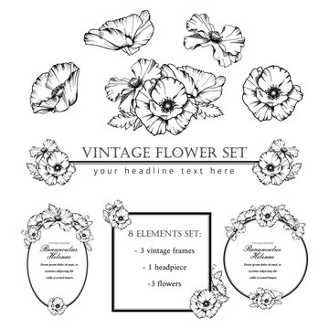 Decorative elements set. Hand drawn vector ink illustration of poppy flowers. Picture frames.