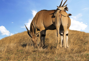 Obraz premium antelope canna in the savannah