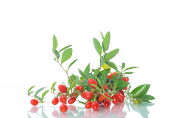 red ripe goji berry on a branch isolated on a white