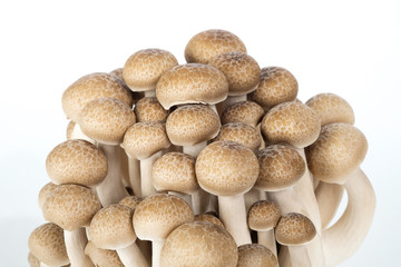 'Mushroom' good food from nature for good health.
