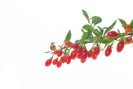 red ripe goji berry on a branch isolated on a white