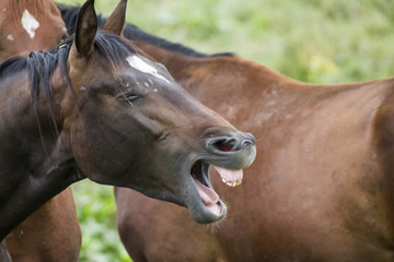 Portrait of a laughing brown horse