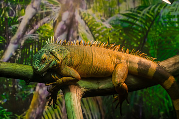 Reptile Iguana lizard
