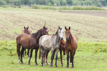 Obraz premium Group of horses in the pasture