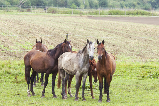 Group of horses in the pasture