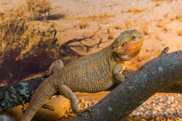 Reptile Iguana lizard