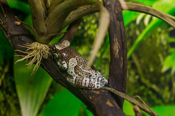 Amazon milk frog