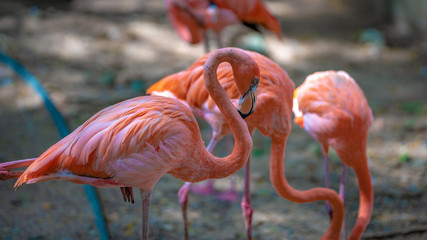 Pink Flamingo Wildlife