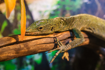 Reptile Iguana lizard
