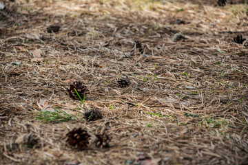 Naklejka na ściany i meble pine tree cones laying on the forest bed in spring