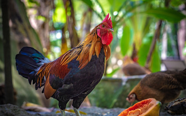 Chicken Fighting Cock 