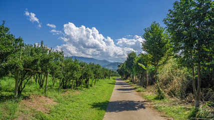 Walkway Natural Green View
