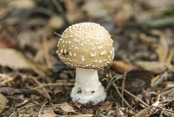 Gray fly agaric mushroom on the autumn leaves