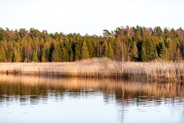 lake shore with grass and trees in spring