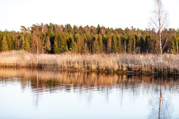 lake shore with grass and trees in spring