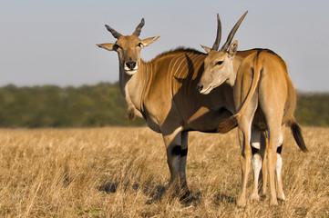 antelope canna in the savannah