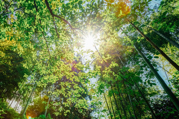Fototapeta na wymiar Sun Shining Through Canopy Of Trees Bamboo Woods. Sunlight In Tr