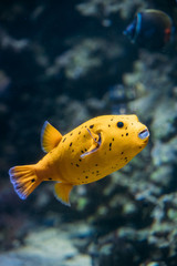 Yellow Blackspotted Puffer Or Dog-faced Puffer Fish Arothron Nig