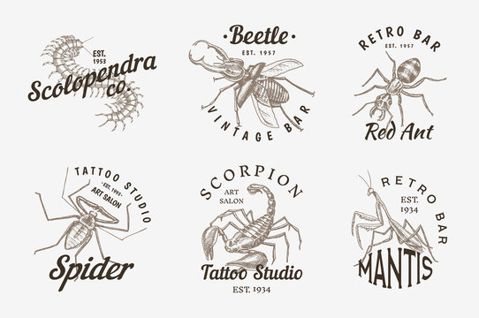 Set of insects logos. Vintage Pets labels for bar or tattoo studio. Bugs Beetles Scorpion Spider Ant Mantis Bee Scolopendra. emblems badges, t-shirt typography. Engraved Vector illustration.