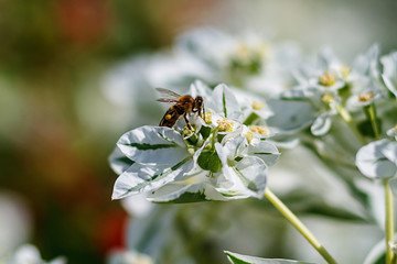 Honey bee collect nectar from the white flower