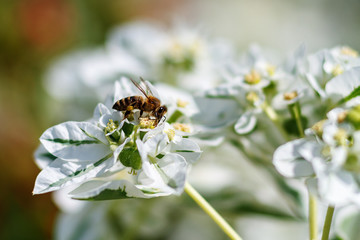 Honey bee collect nectar from the white flower
