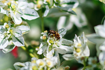 Honey bee collect nectar from the white flower