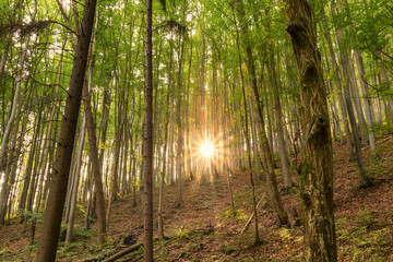 Fototapeta na wymiar Beech forest with the sun in the middle of the frame, starburst sun rays of light beautifully shining through the trees in the morning forest.