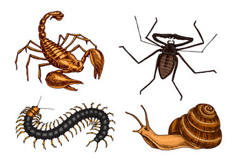 Big set of insects. Vintage Pets in house. Bugs Beetles Scorpion Snail, Whip Spider, Scolopendra. Engraved Vector illustration