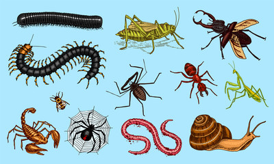 Big set of insects. Vintage Pets in house. Bugs Beetles Scorpion Snail, Whip Spider, Worm Centipede Ant Locusts, Mantis Bee. Amblypygi, Lucanus cervus, Scolopendra Julida. Engraved Vector illustration