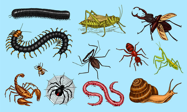 Big set of insects. Vintage Pets in house. Bugs Beetles Scorpion Snail, Whip Spider, Worm Centipede Ant Locusts, Mantis Bee. Amblypygi, Lucanus cervus, Scolopendra Julida. Engraved Vector illustration