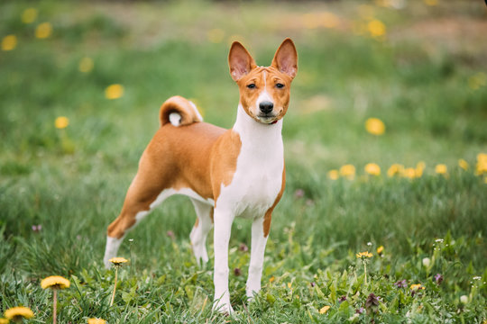 Basenji Kongo Terrier Dog. The Basenji Is A Breed Of Hunting Dog