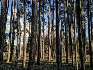 trees in forest, cusco
