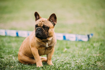 Young Brown French Bulldog Dog Sitting In Green Grass, In Park O