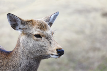 Deer at Nara park ,Japan