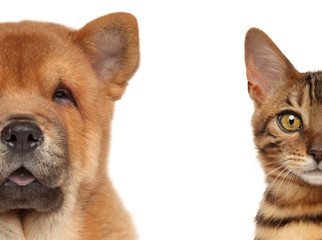 Puppy and kitten half face