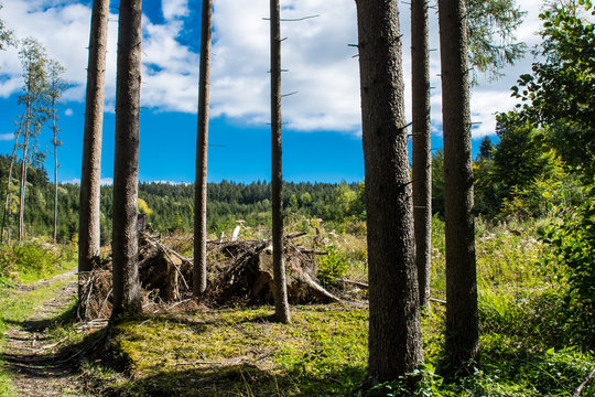 Wald in verschiedenen Altersklassen
