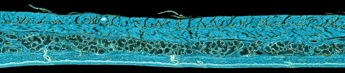 stratified squamous epithelium - cross section cut under the microscope – microscopic view of animal cells for education