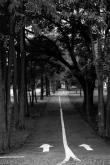 asphalt road in the park black and white style