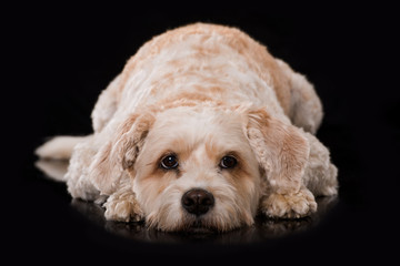 Müder Mischlingshund auf schwarzem Hintergrund