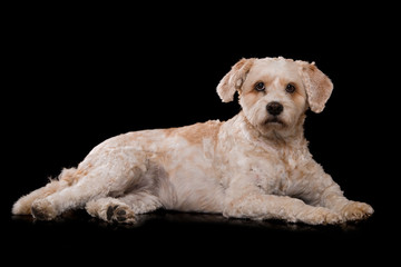 Liegender Mischlingshund auf schwarzem Hintergrund