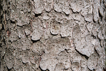 Borke von alter Fichte