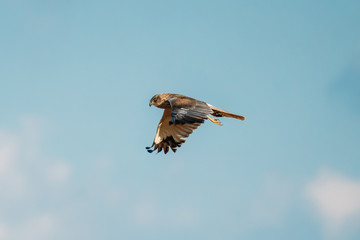 The Hen Harrier Or Circus Cyaneus Wild Bird Flies In Blue Sky In