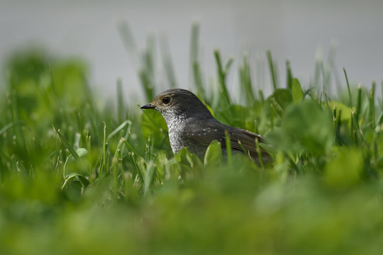 Plumbeous water redstart bird