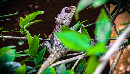 chameleon on a branch