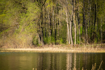 lake shore with grass and trees in spring