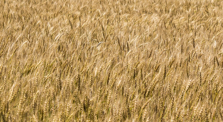 Golden stalks of wheat, waving in a field. Many stalks of wheat, golden yellow and brown. Concepts of agriculture, trade war, tariffs