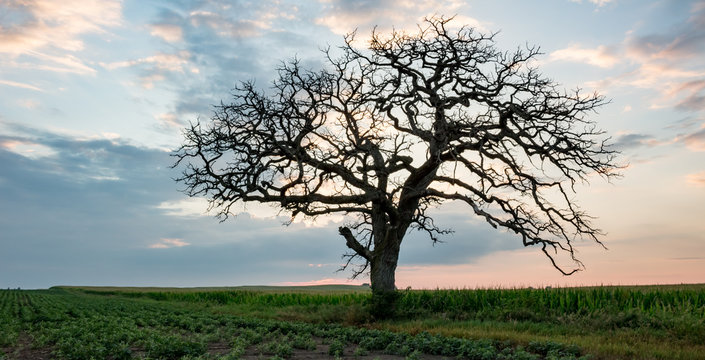 Silhouette of a bare, gnarled old tree standing in a field. Oak tree is dark against a beautiful colorful sunset sunrise